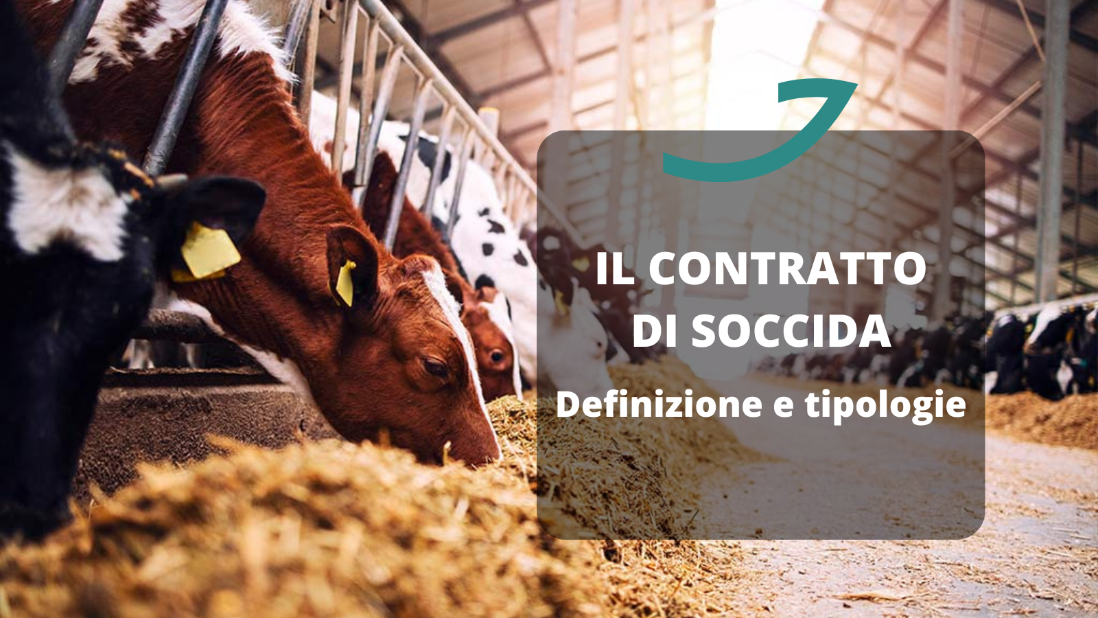 contratto soccida
